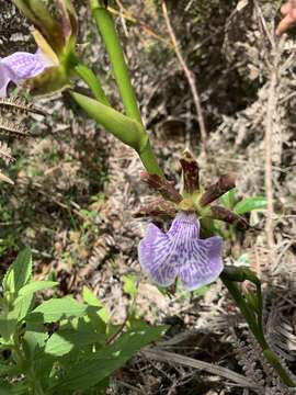 Image de Zygopetalum maculatum (Kunth) Garay