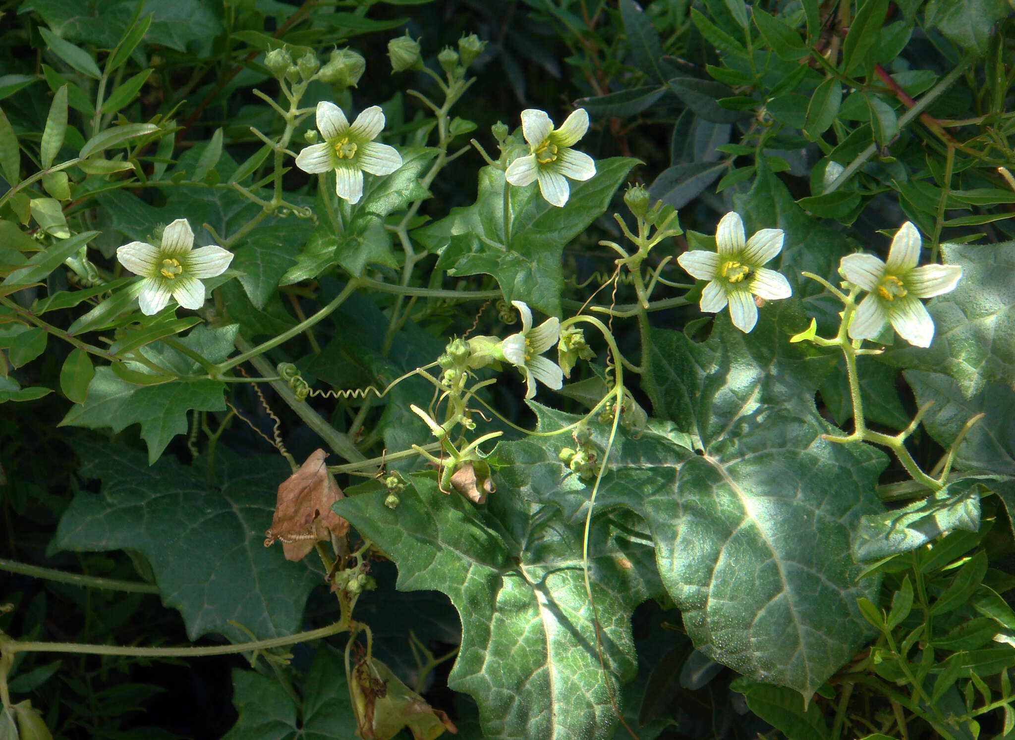 Image of Bryonia cretica subsp. marmorata (E. Petit) Jauzein