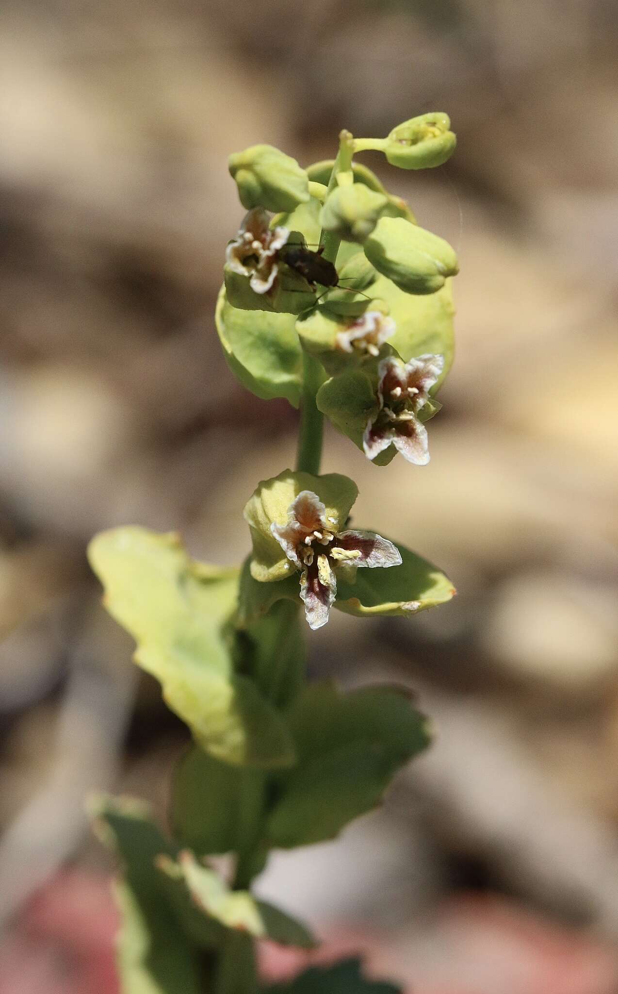 Слика од Streptanthus anomalus