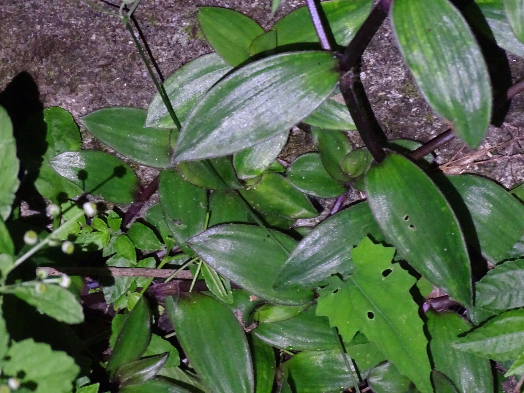 Image de Belosynapsis ciliata (Blume) R. S. Rao