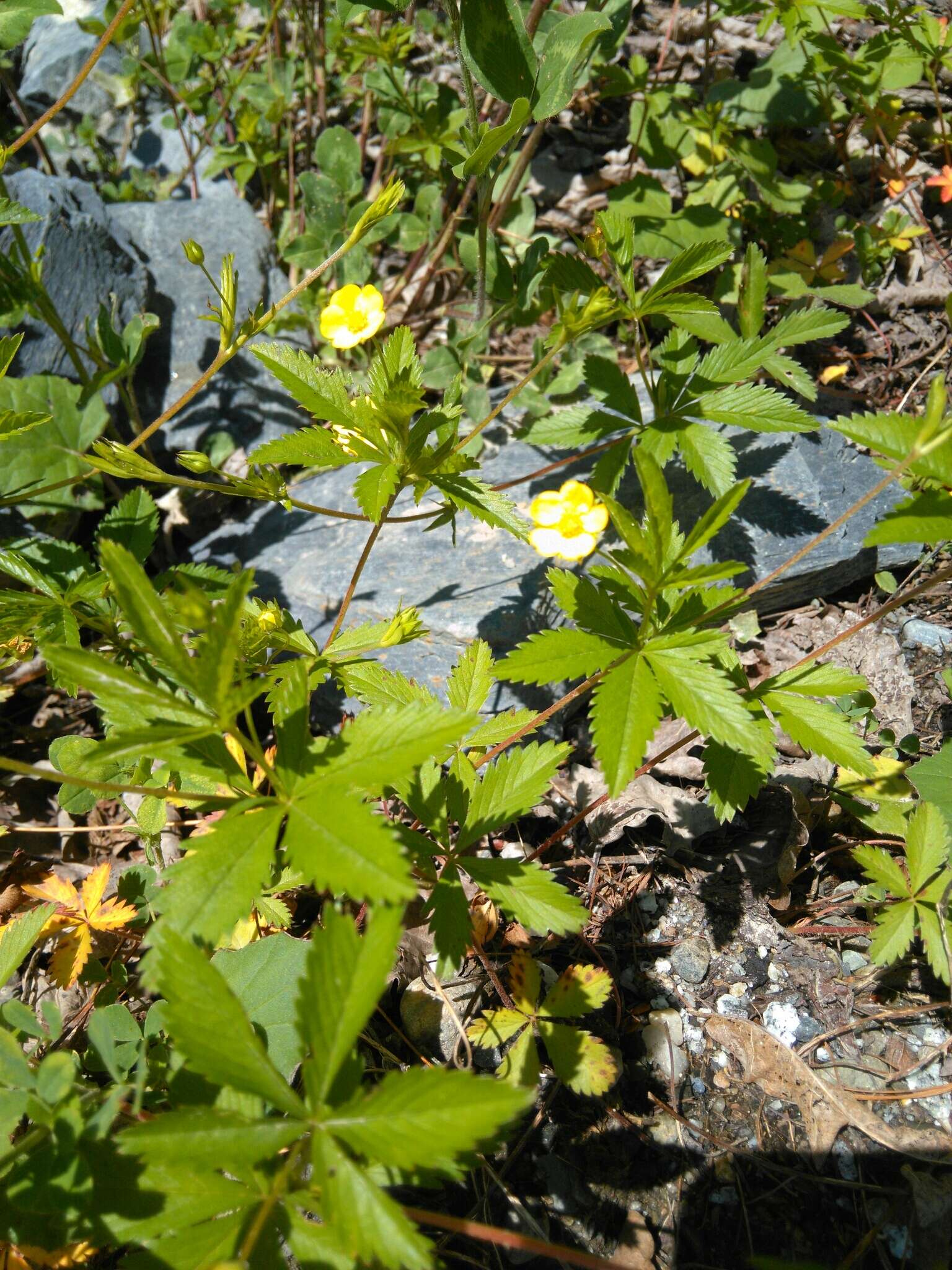 Image of common cinquefoil