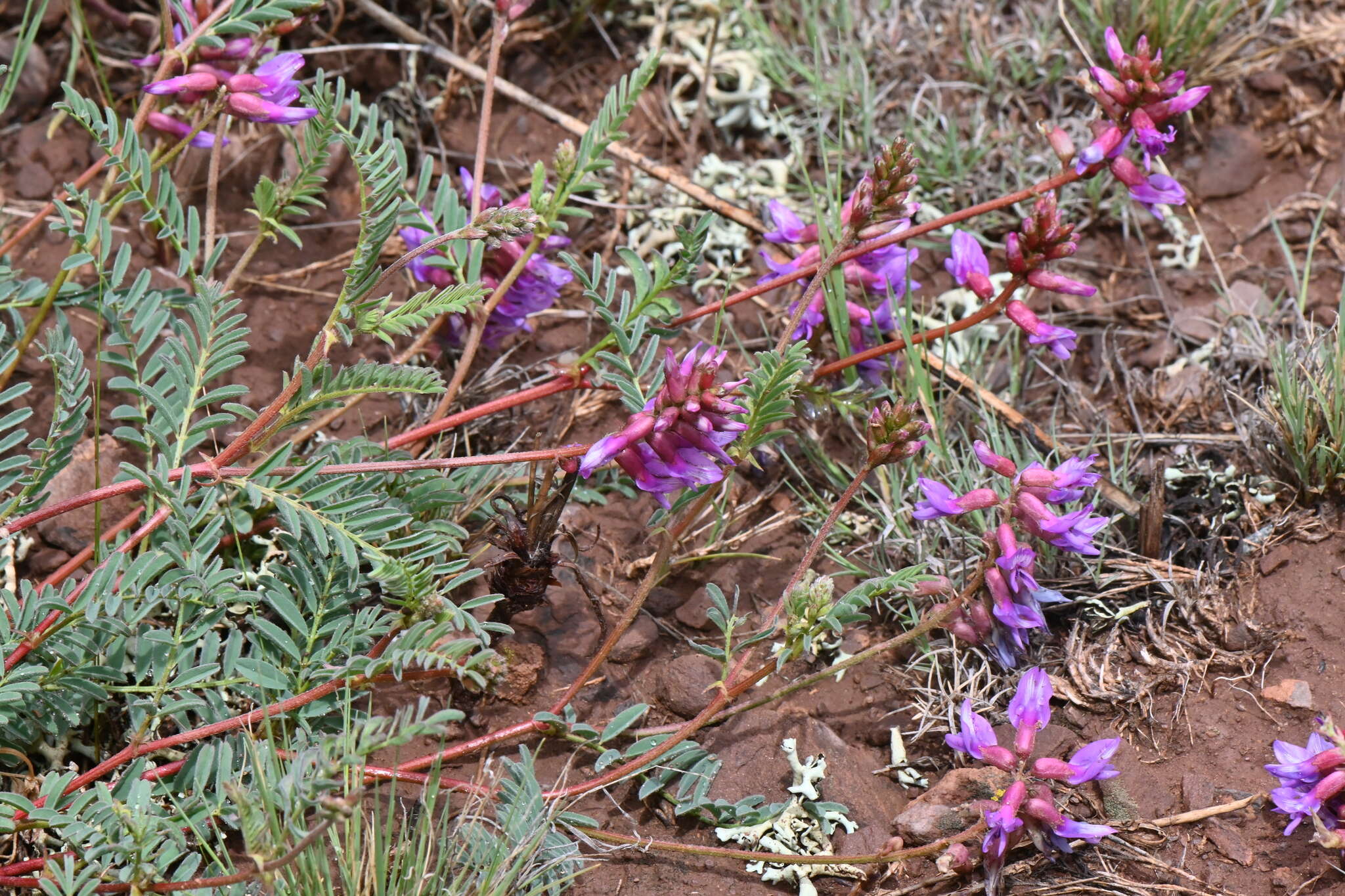 Imagem de Astragalus hallii A. Gray