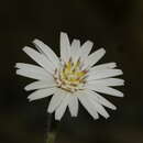 Image de Chaptalia lyratifolia Burkart