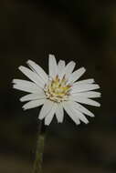 Image of Chaptalia lyratifolia Burkart