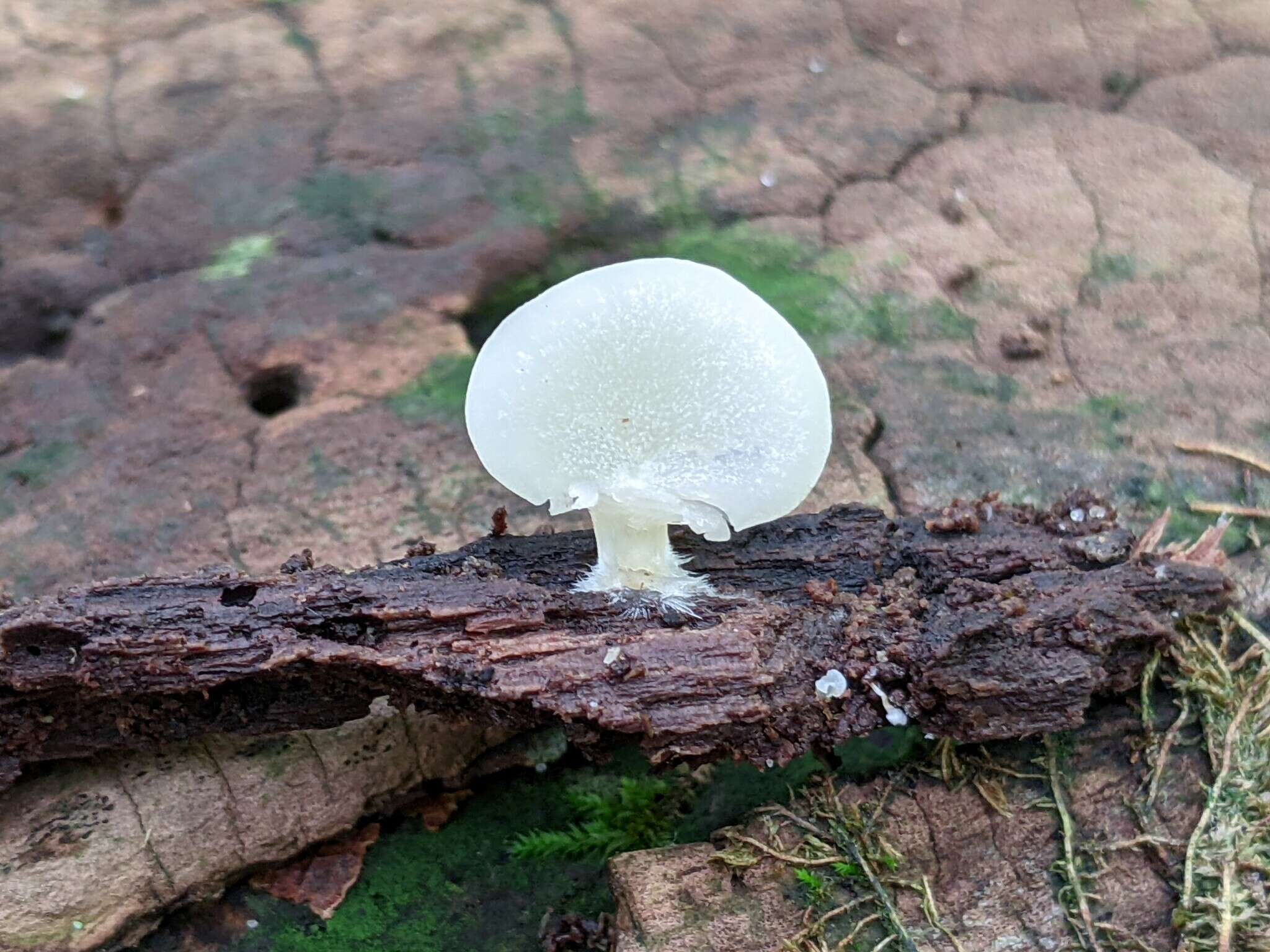 Image of Crepidotus stipitatus Kauffman 1918