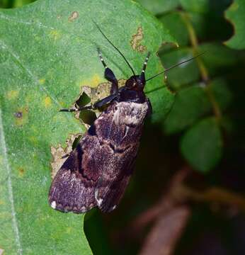 Image de Audea bipunctata Walker 1857