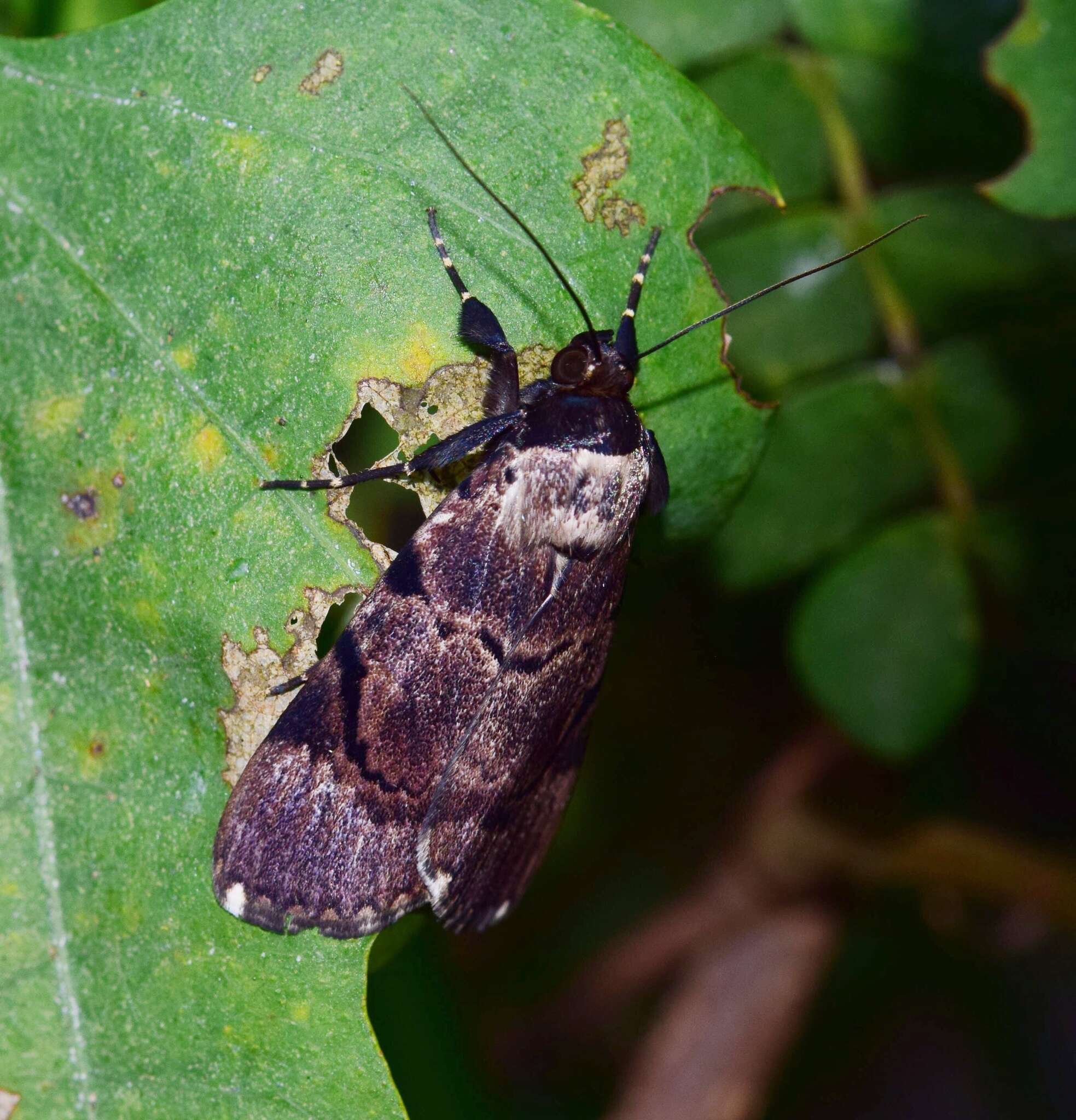 Audea bipunctata Walker 1857的圖片