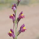 Imagem de Linaria ramosa (Kar. & Kir.) Kuprian.