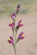 Imagem de Linaria ramosa (Kar. & Kir.) Kuprian.