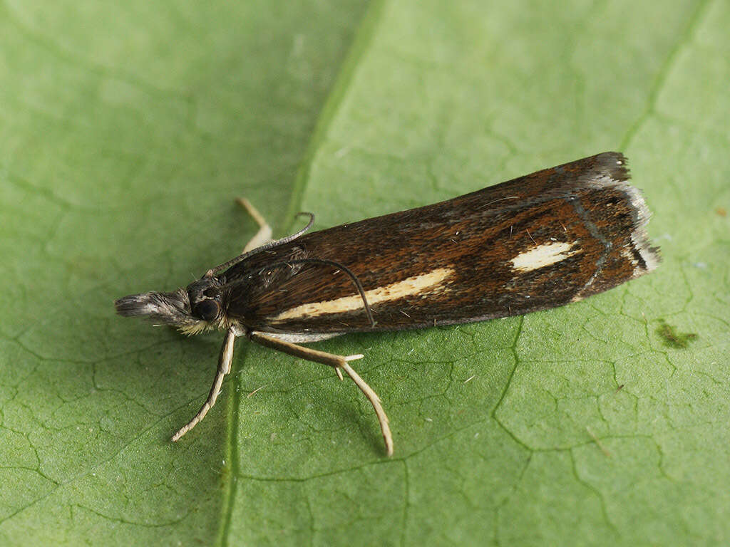 Image of Crambus heringiellus Herrich-Schäffer 1949