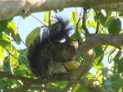 Image of Sciurus variegatoides goldmani Nelson 1898