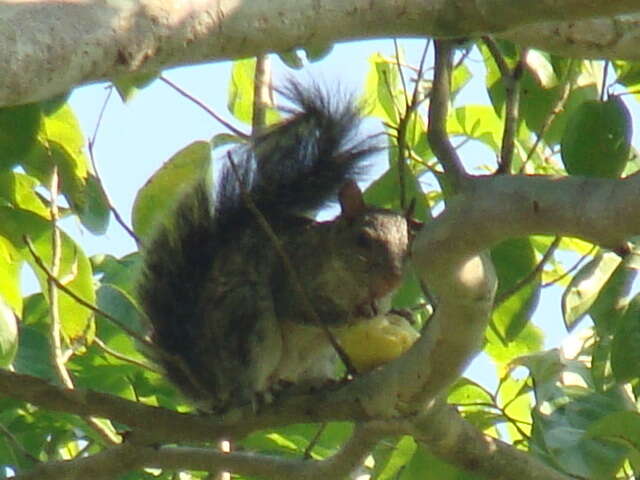 Image of Sciurus variegatoides goldmani Nelson 1898