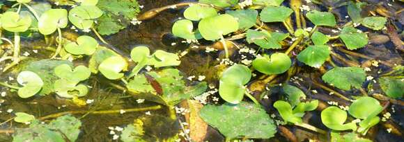 Image of kidneyleaf mudplantain