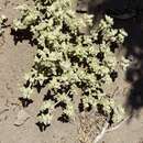 Image of Gomphrena mendocina (R. Phil.) R. E. Fries