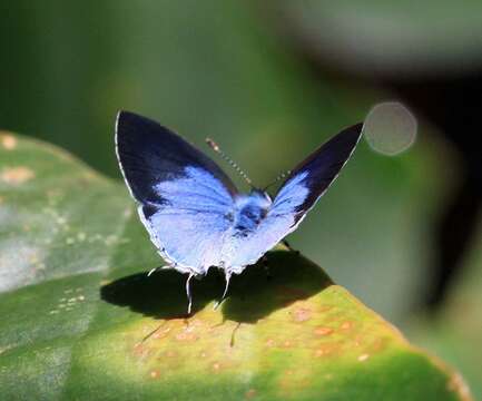 Image of Hypolycaena othona