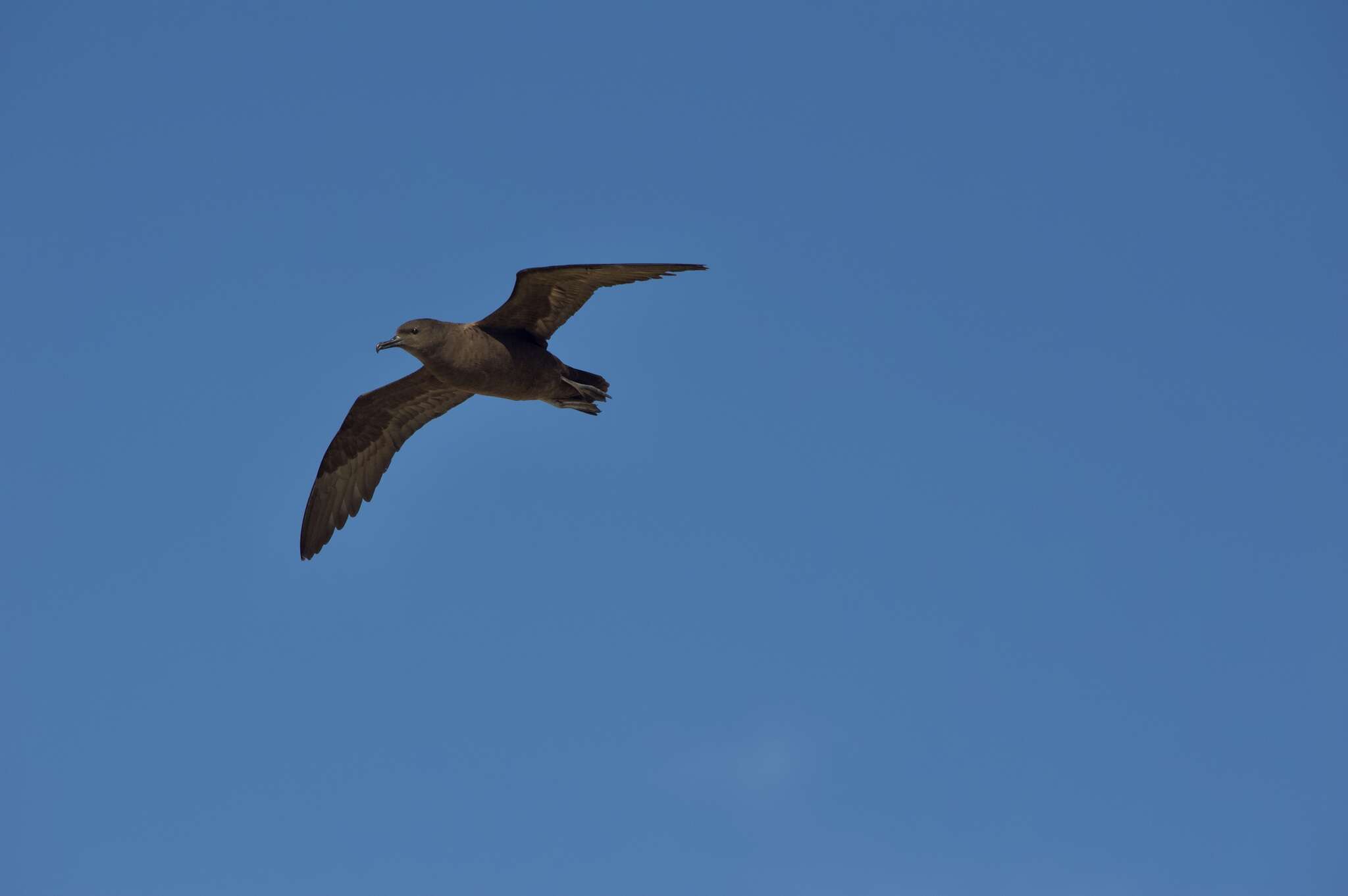 Image of Christmas Shearwater