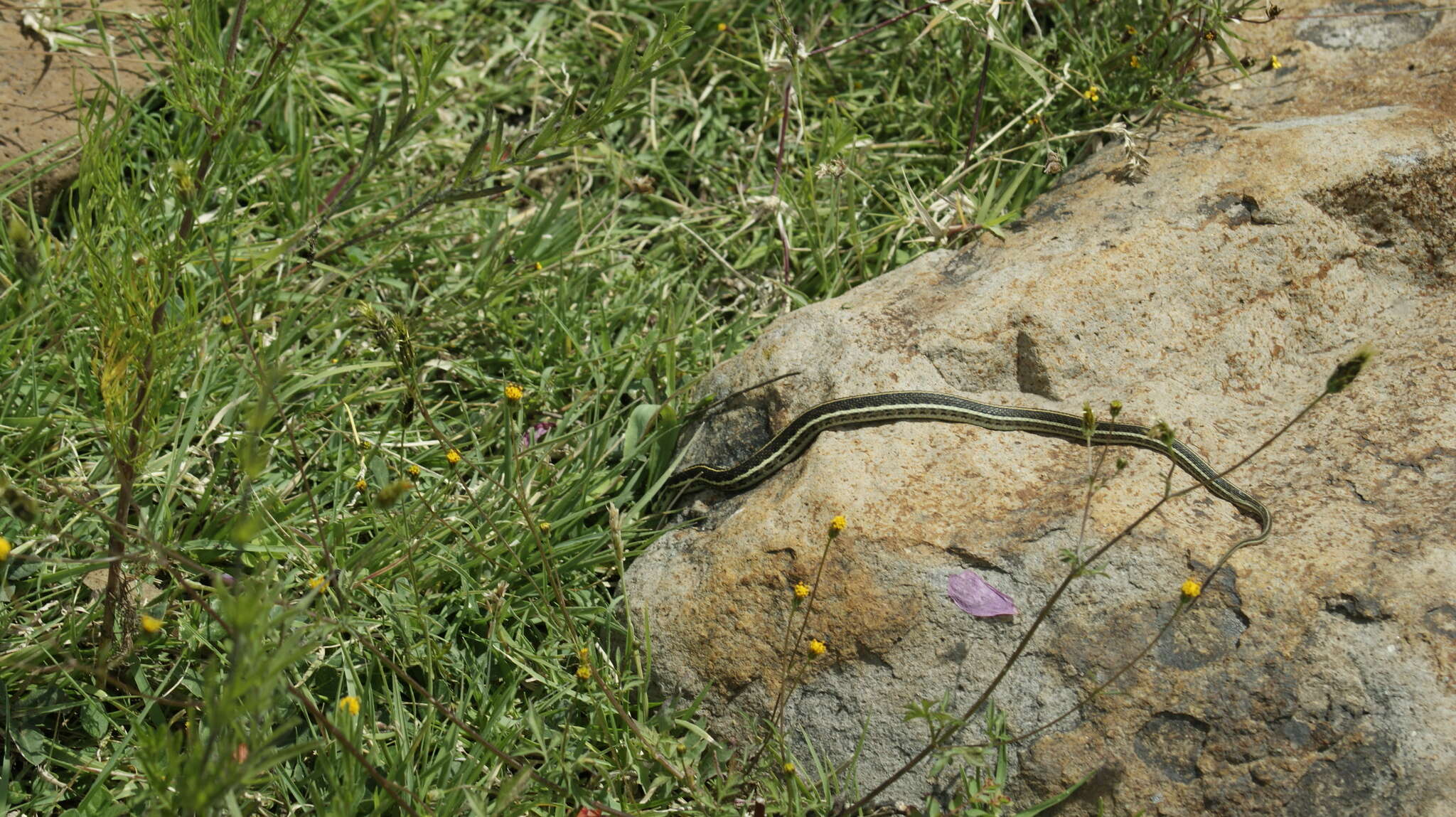 Thamnophis pulchrilatus (Cope 1885)的圖片