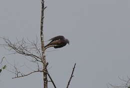 Image of Barking Imperial Pigeon