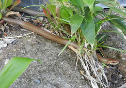 Image of Burrowing Ratsnake