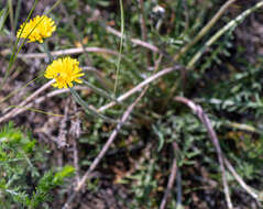 Taraxacum dissectum (Ledeb.) Ledeb.的圖片