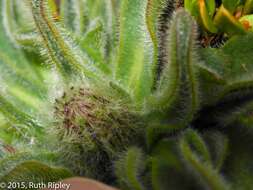 Image of Erigeron chionophilus Wedd.