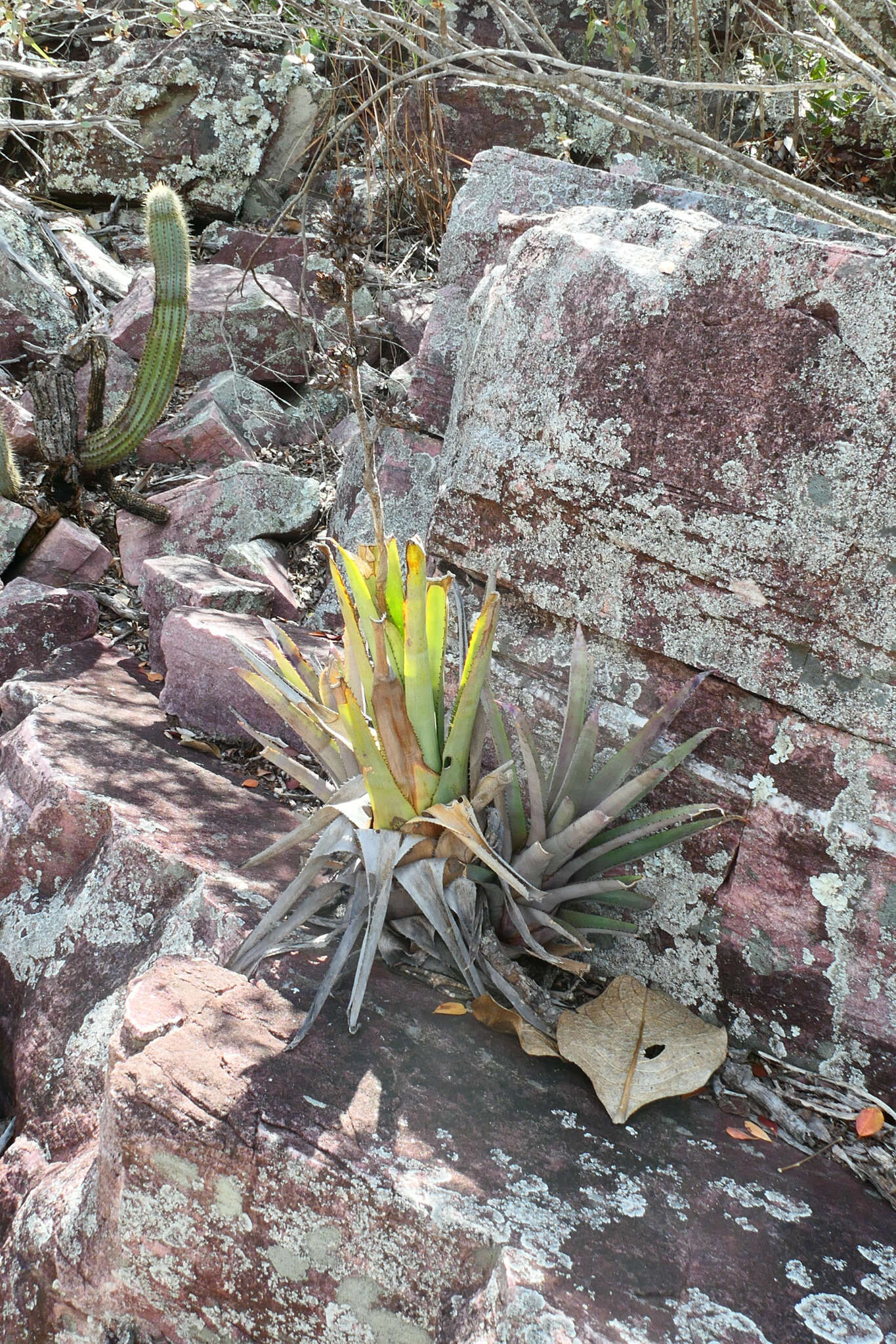 Image of Hohenbergia catingae var. eximbricata L. B. Sm. & Read