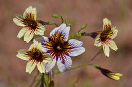 Image of salpiglossis