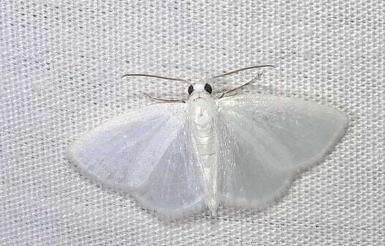 Image of White Spring Moth