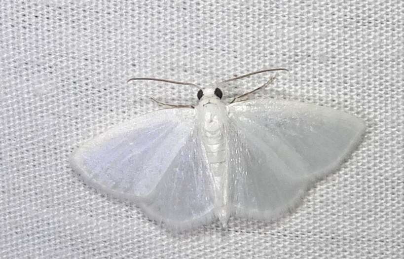 Image of White Spring Moth