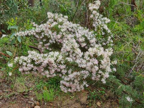 Image of Hakea lissocarpha R. Br.