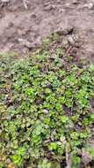 Image of Acaena microphylla subsp. obscurascens Bitter