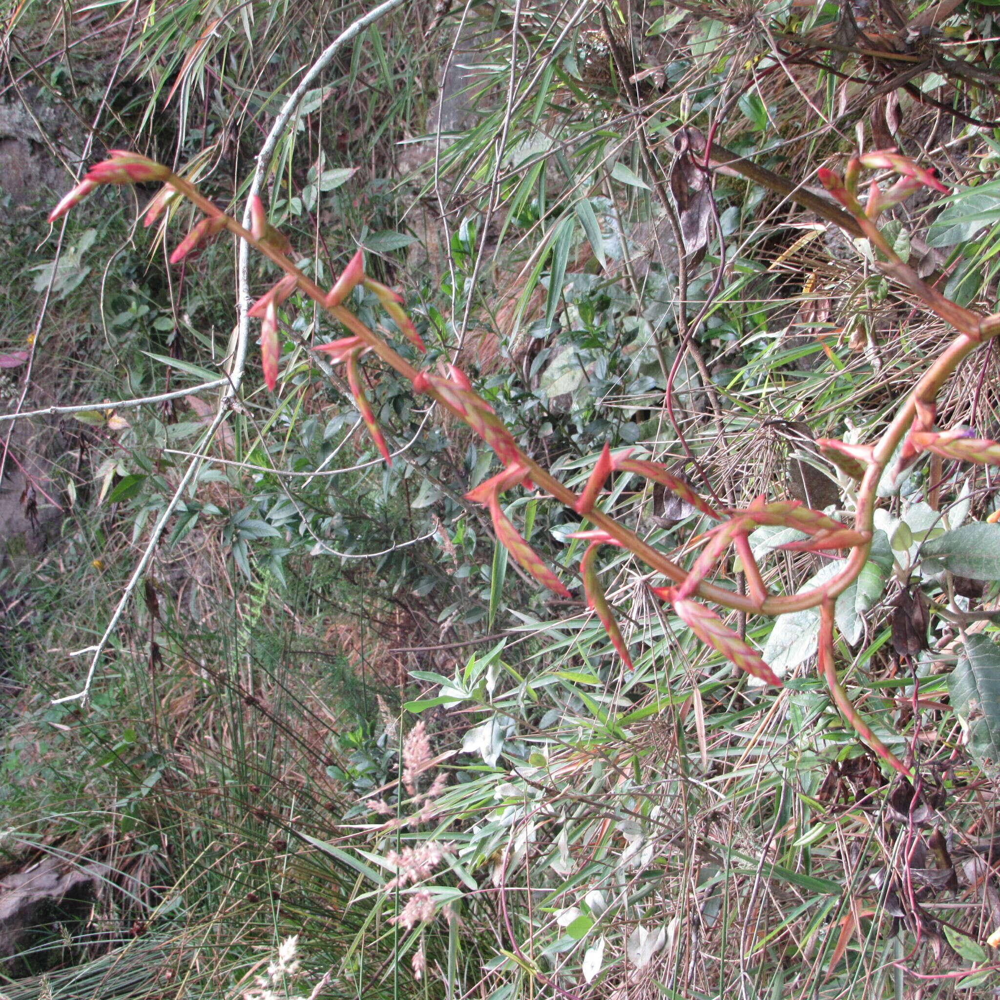 Image of Tillandsia denudata André