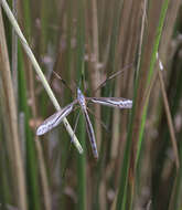 Ptilogyna (Plusiomyia) gracilis spectabilis (Skuse 1890) resmi