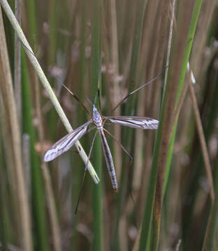 Ptilogyna (Plusiomyia) gracilis spectabilis (Skuse 1890) resmi