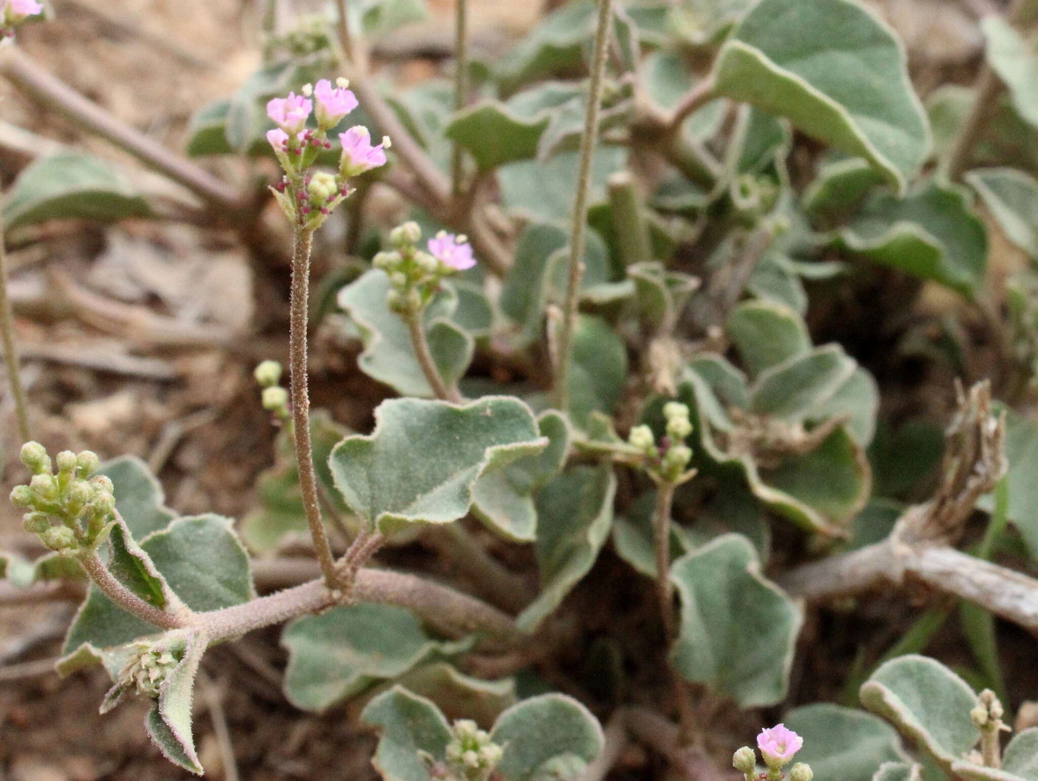 Imagem de Commicarpus helenae (J. A. Schult.) Meikle