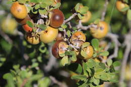 Diospyros intricata (A. Gray) Standl.的圖片