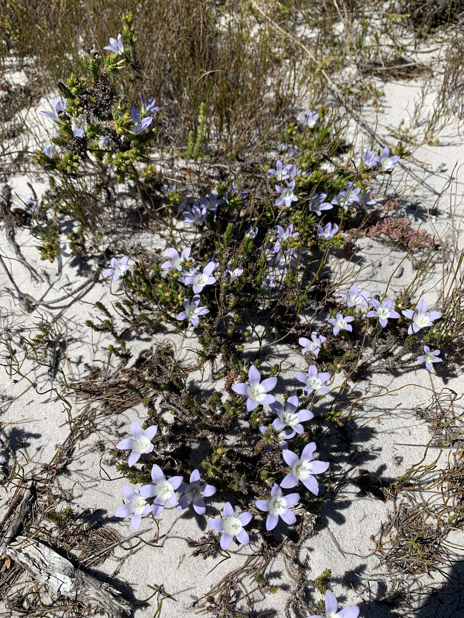 Image of Roella prostrata E. Mey. ex A. DC.