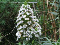 Image of Echium decaisnei Webb & Berth.