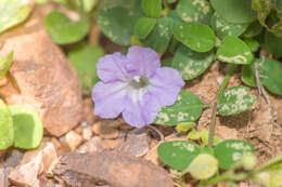 Image of Ruellia insignis Balf. fil.