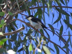 Image of Restless Flycatcher