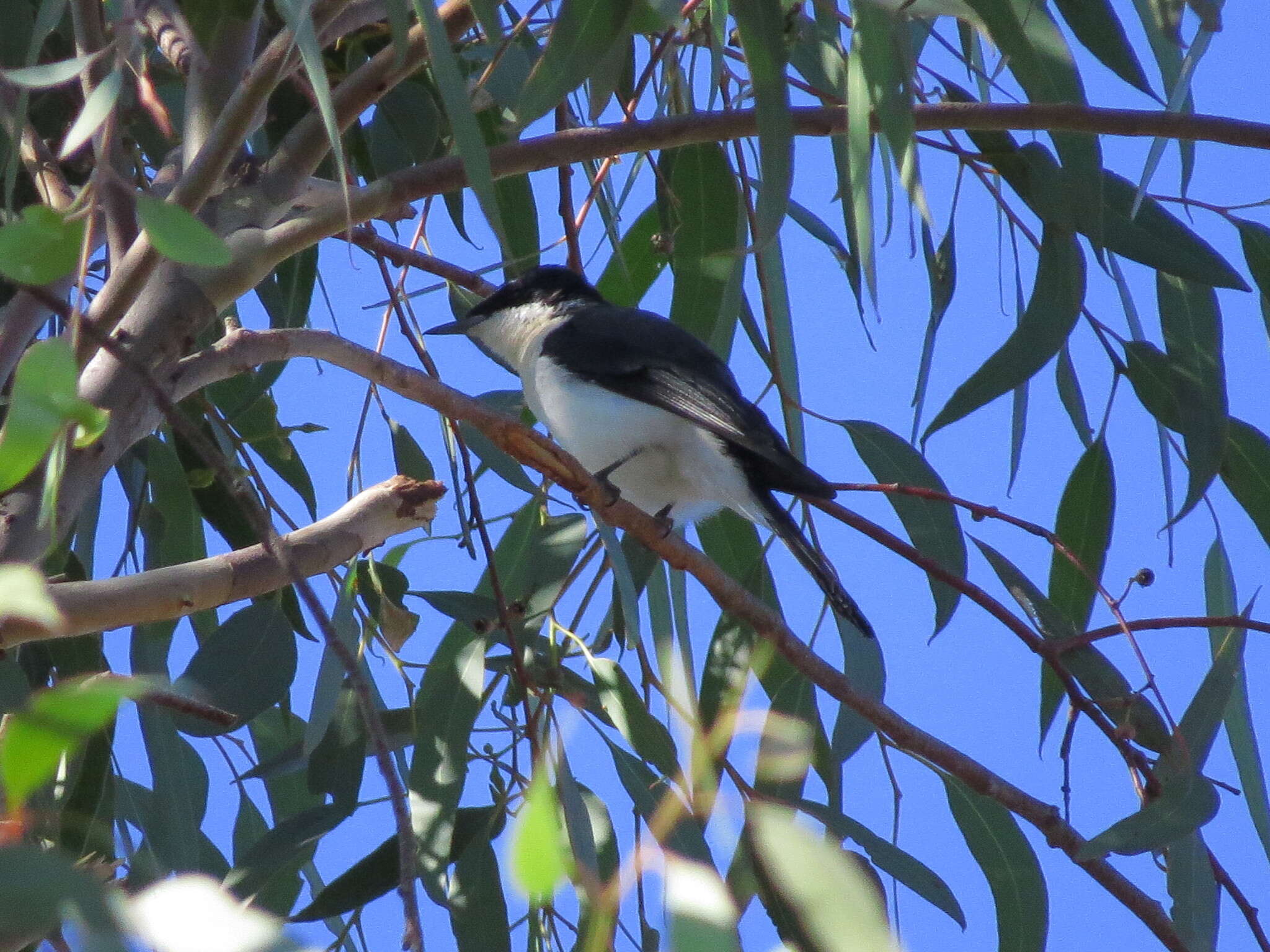 Image of Restless Flycatcher