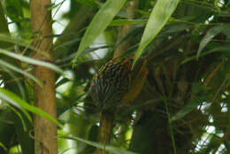 Image of Streak-headed Antbird