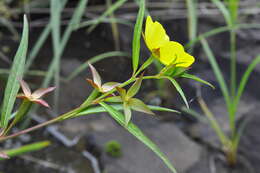 Image de Ludwigia longifolia (DC.) Hara