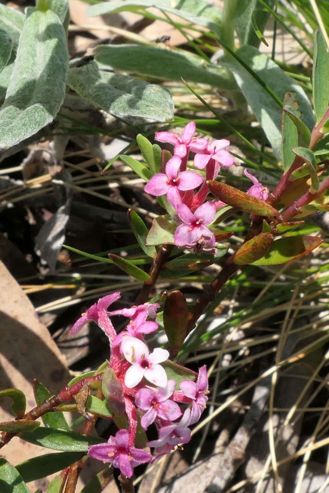 صورة Pimelea alpina F. Müll. ex Meissn.