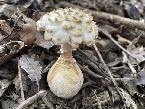 Image of Amanita perpasta Corner & Bas 1962