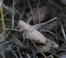 Image of Idionotus tehachapi Hebard 1934