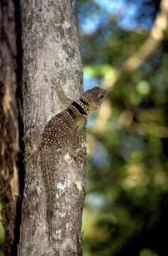 Image of Oplurus cuvieri cuvieri (Gray 1831)