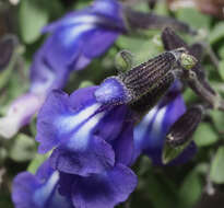 صورة Salvia thymoides Benth.