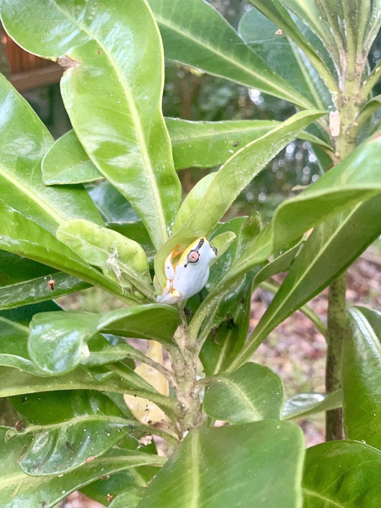 Image of Madagascar Reed Frog