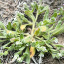 Plancia ëd Plagiobothrys collinus var. ursinus (A. Gray) Higgins